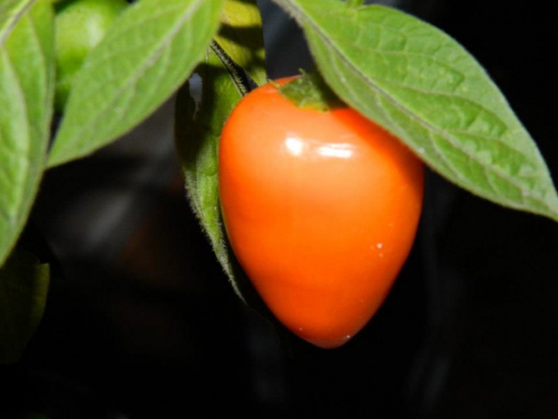 rocoto