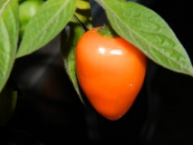 rocoto