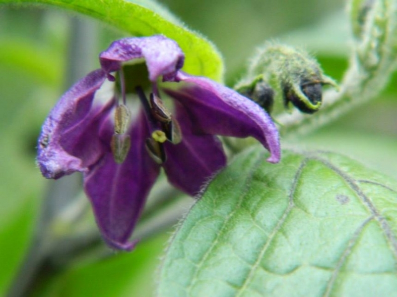 rocoto kvet