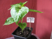 Habanero Red Savina