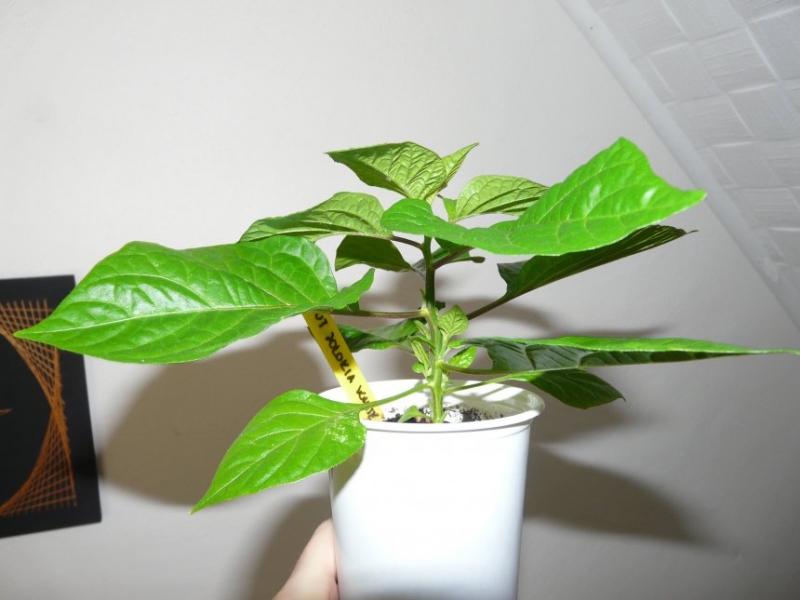 Bhut Jolokia White