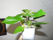 Bhut Jolokia White