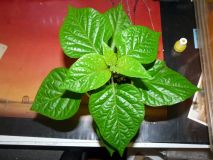 7POD Douglah (Chocolate)