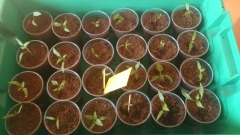chilli 3