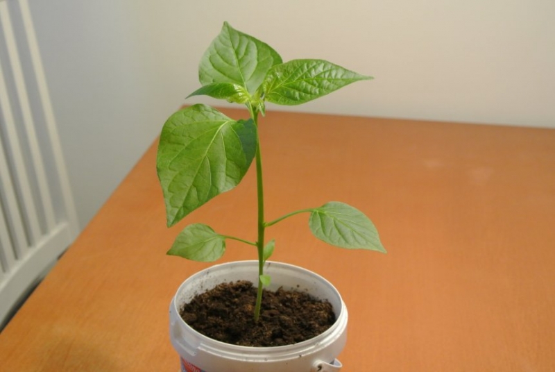 aji cristal