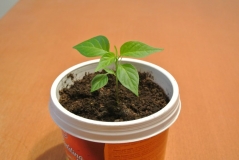 pimenta diomar