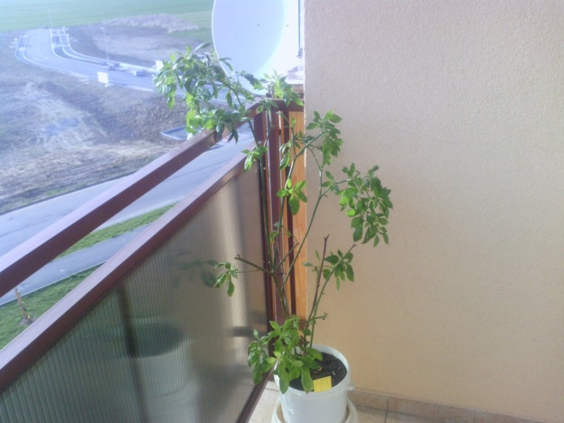IMG 20140401 175224