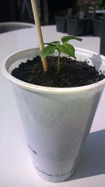 Bhut Jolokia Chocolate (2)