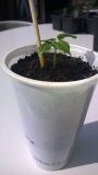Bhut Jolokia Chocolate (2)