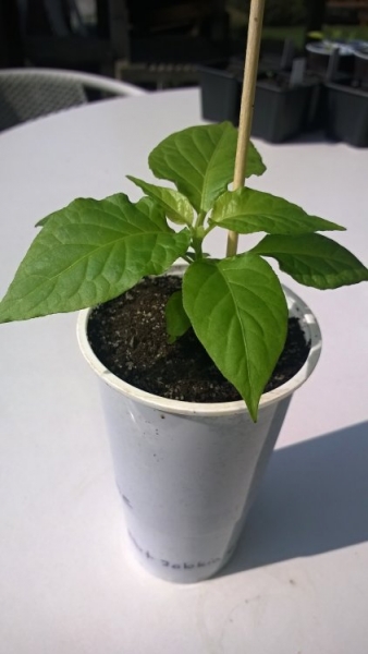 Bhut Jolokia Chocolate (3)