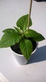 Bhut Jolokia Chocolate (5)