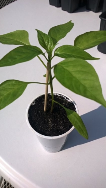 Pimiento de Padrón