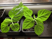 habanero