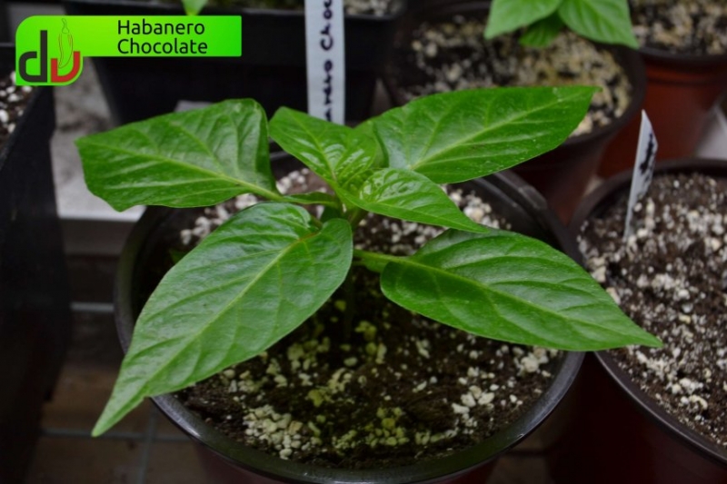 Habanero Chocolate 02