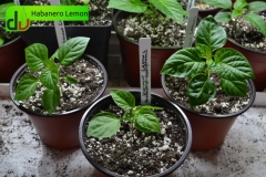 Habanero Lemon 01