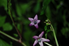 DSC 0267