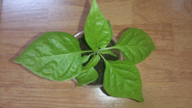 Habanero Yellow