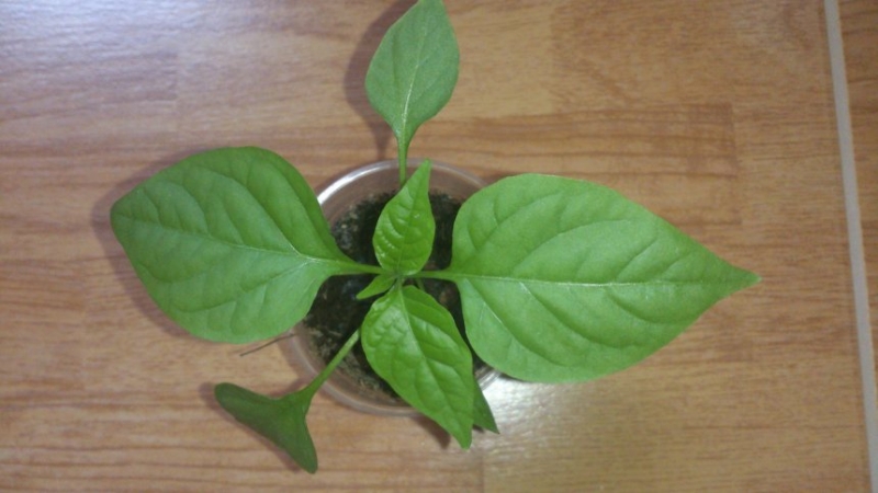 Jalapeno