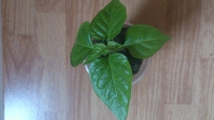 Habanero Red