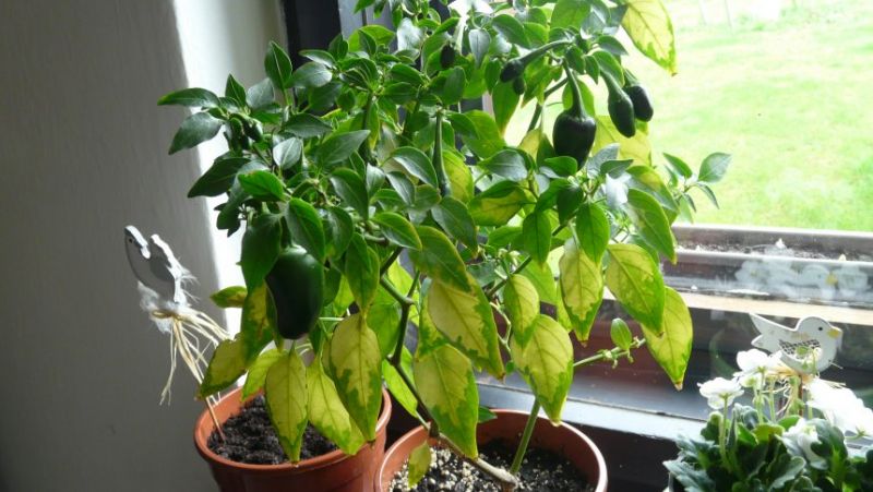 Jalapeno Early z řízku