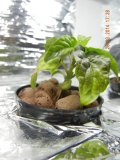 micro-habanero1