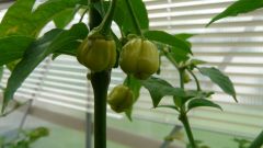 Habanero Yellow