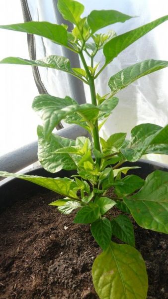 7 POD Brainstrain