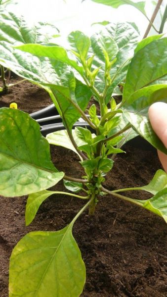 Bhut Jolokia White