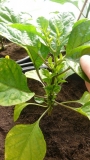Bhut Jolokia White