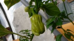 Habanero Yellow