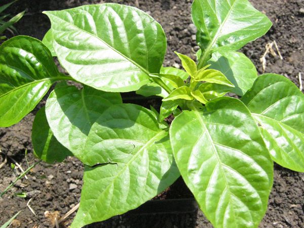 Habanero 3 a pul mesice