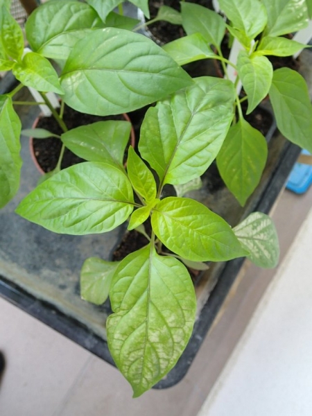 P5210230