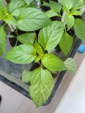 P5210230