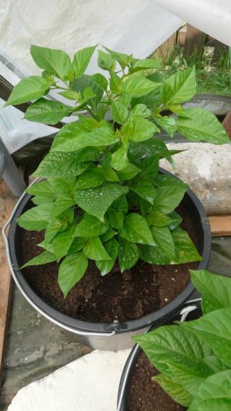 Bhut Jolokia White