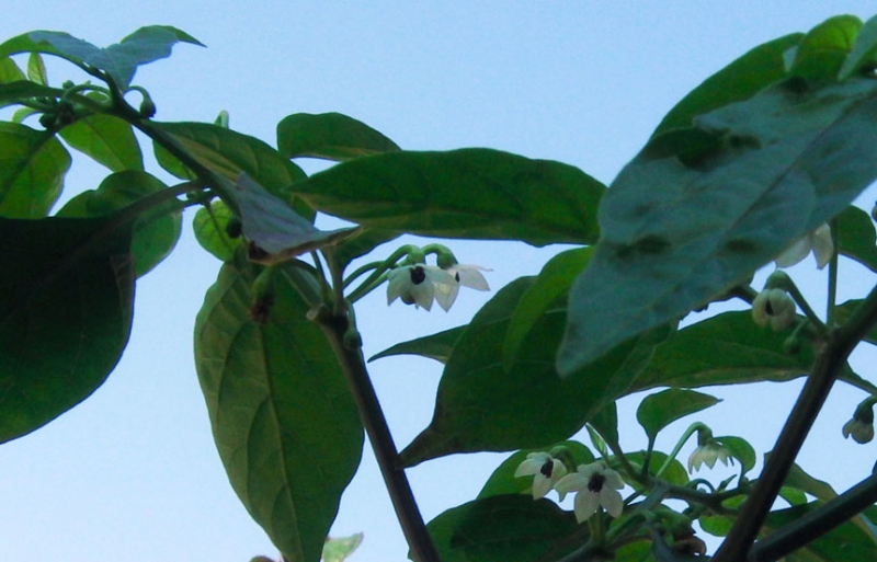 CIMG3091 04 06