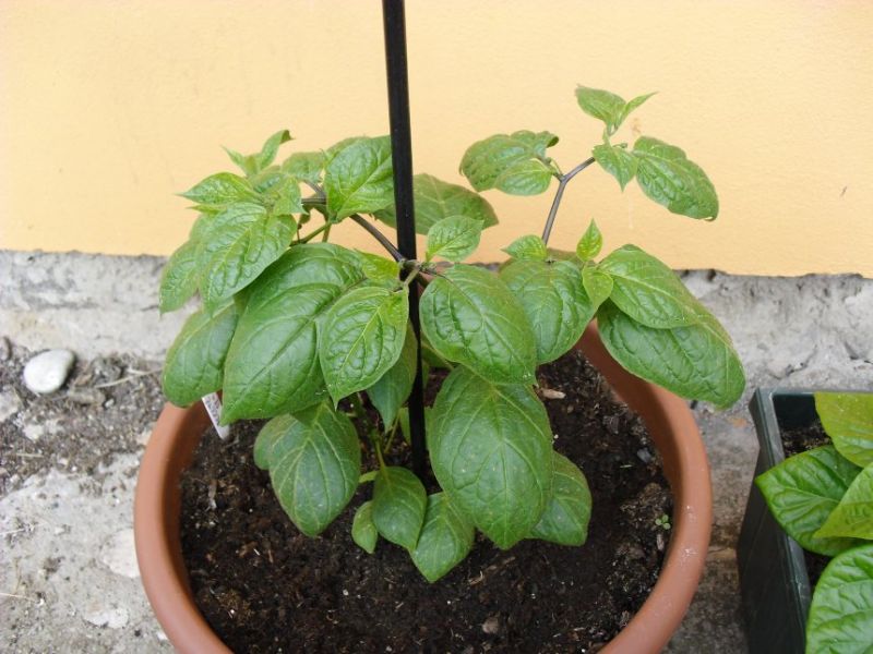 rocoto red 13.5. 2014