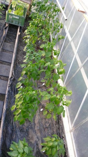 Greenhouse červen 8 pravá