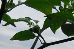 CIMG3105 13 6