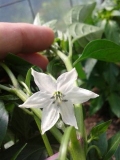 Aji yelow