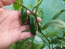 Jalapeño Early