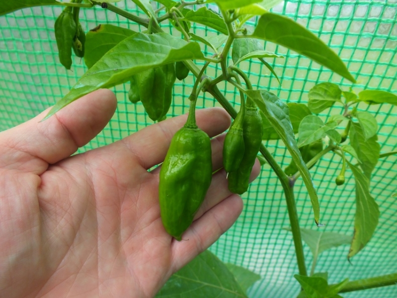 Habaneto Maya Red