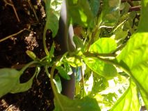 IMG 20140617 182336