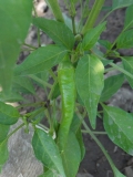 Cayenne Golden