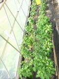 Greenhouse 22 červen levá