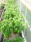 Greenhouse 22 červen pravá