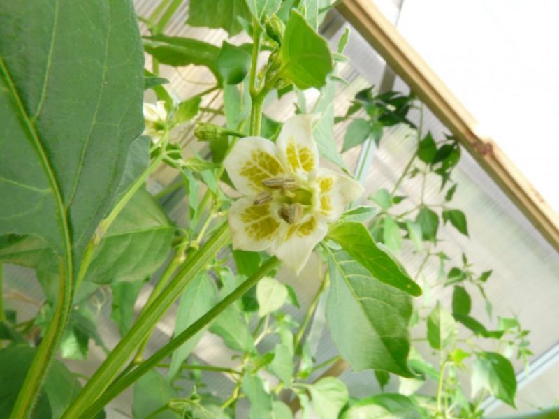 Aji Pineapple květ