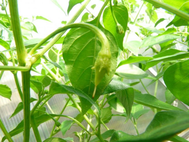 Aji Pineapple první plod