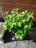 Bhut Jolokia White