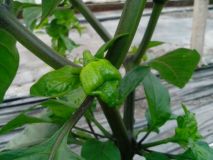 Trinidad Scorpion Morouga Yellow