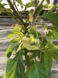 Bhut Jolokia Assam Raja JR Peach